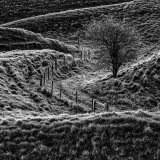 09 Lonely Tree