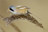 09 Male Bearded Tit by Tim Downton