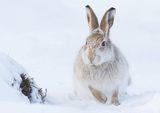 09 Mountain Hare Foraging by Iain Friend