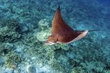 09 Penny Piddock Eagle Ray Over the Reef