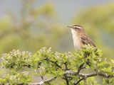 09 Sedge Warbler by Iain Friend