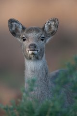09 Sika Deer by Tim Downton