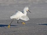 09 Snowy Egret Chasing Another by Mary Cantrille