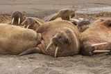 09 Svalbard Walrus by Jane Lee