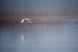 09 Swan Lake by Bob Davies