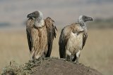 09 Vultures On Lookout by Susan Buckland
