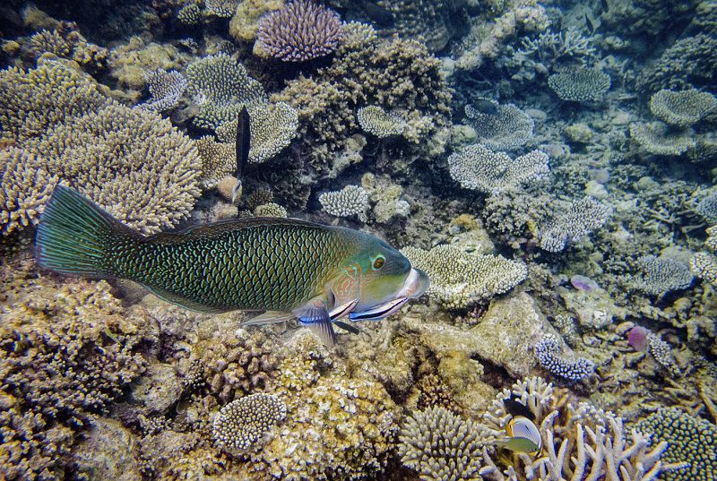 09 Wrasse being Cleaned by Penny Piddock