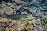 09 Wrasse being Cleaned by Penny Piddock
