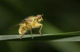 09 Yellow Dung Fly on Grass by Martin Davenport