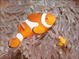 10 Anemone Fish and Juvenile by Spike Piddock