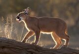 10 Backlit Caracal by Mary Cantrille (Digital)