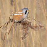 10 Bearded Reedling by Martin Davenport