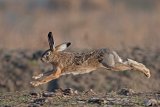 10 Brown Hare by Tim Downton