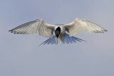 10 Common Tern by Tim Downton