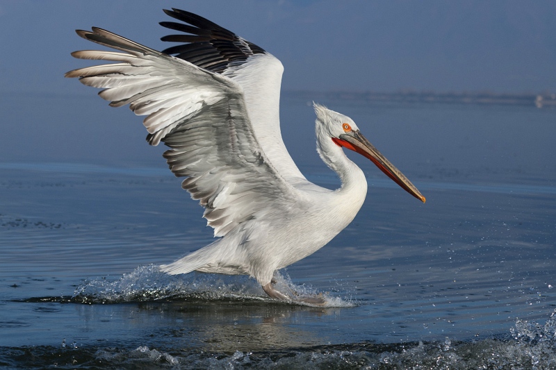 10 Dalmatian Pelican Landing #2 by Mary Cantrille