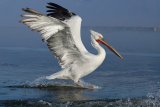 10 Dalmatian Pelican Landing #2 by Mary Cantrille