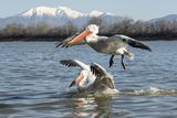 10 Dalmatian Pelicans by Annette Beardsley