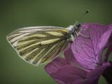 10 Green-Veined White Butterfly by Iain Friend