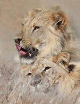 10 Kalahari Lions by Lisa Bukalders LRPS