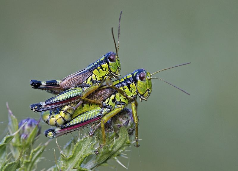 10 Mary Cantrille Crickets Mating