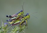 10 Mary Cantrille Crickets Mating