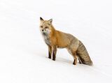10 Red Fox Yellowstone by Stephen Lee