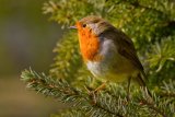 10 Robin by Val Brierley LRPS