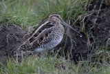 10 Snipe by Tim Downton
