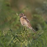 10 Stonechat with Prey by Martin Davenport