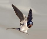 10 Swallow by Bob Davies