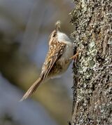 10 Treecreeper by Susan Buckland