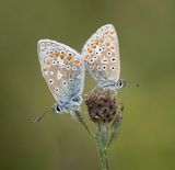 10 Two Common Blue Butterflies by Jenny Warr