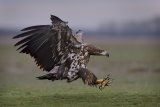 10 White Tailed Eagle Landing by Susan Buckland