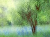 10 Woodland Glade by Tony Gill