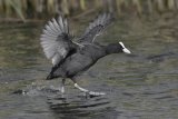 11 Coot by Tim Downton