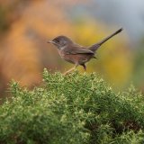 11 Dartford Warbler Autumn by Susan Buckland