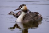 11 Great Crested Grebe with Chicks by Tim Downton