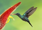 11 Green Hermit by David Cantrille