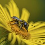 11 Leaf Cutter Bee by Garry Prescott