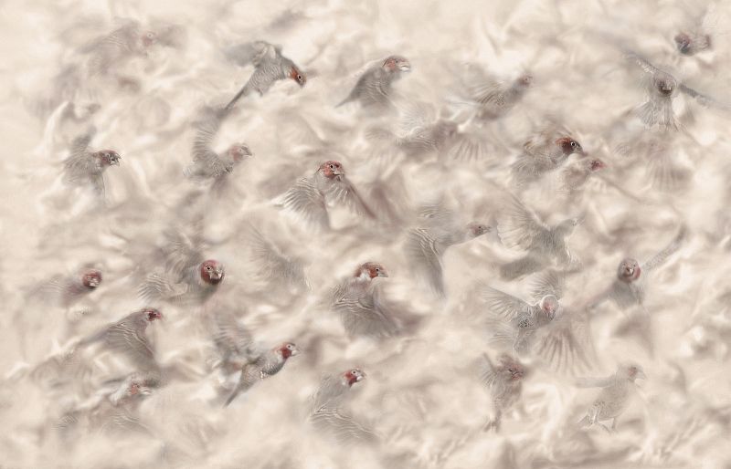 11 Lisa Bukalders Flying Finches