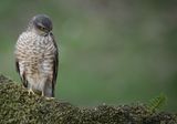 11 Male Sparrowhawk by Iain Friend