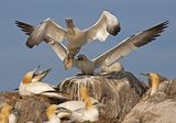 11 Returning to the nest by Mary Cantrille