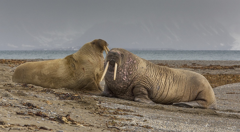 11 Spitsbergen Walrus by Stephen Lee