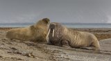 11 Spitsbergen Walrus by Stephen Lee