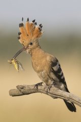 11 Susan Buckland Hoopoe with Cricket