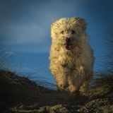 11 Wheaten Terrier by Iain Friend