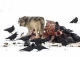 11 Wild Grey Wolf with Bison Carcass by Stephen Lee