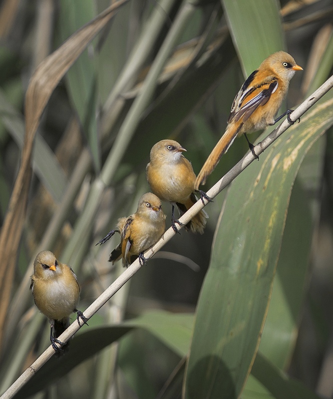 12 Bearded Reedling Juveniles in Reeds by Susan Buckland