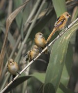 12 Bearded Reedling Juveniles in Reeds by Susan Buckland