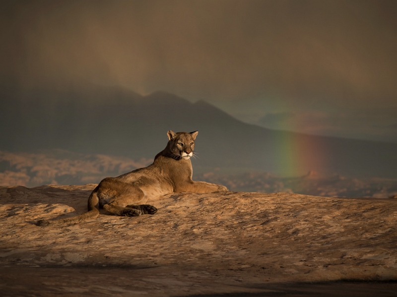 12 Cougar and Approaching Storm by Valerie Duncan